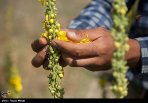 وجود 1200 گیاه دارویی در ایران