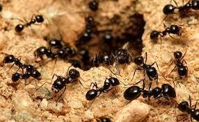 مورچه‌ها زمین‌های کشاورزی را زیر و رو می‌کنند