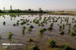 ممنوعیت کشت برنج در حوزه کرخه