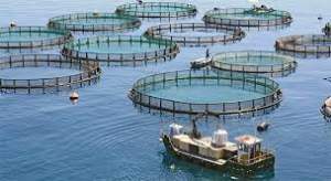 بانک کشاورزی, پرورش ماهی, پرورش ماهی د رفقس, سواحل ساحلی - ظرفیت های استفاده نشده کشور در پرورش ماهی در قفس