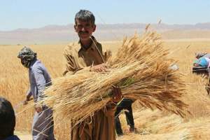 خبر جدید وزیر جهادکشاورزی درباره برنج و گندم +جزییات