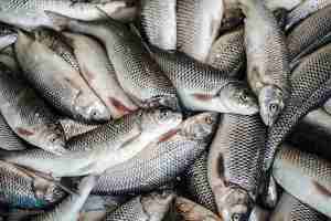 رتبه سوم جهانی ایران در تولید ماهی گرمابی