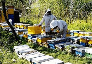 مافیای شکر چه بلایی بر سر صنعت زنبورداری ایران آورد؟