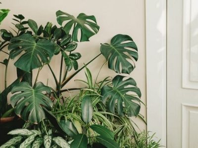 این ۸ گیاه آپارتمانی سمی و خطرناک هستند