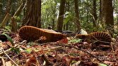 درون یکی از مرگبار‌ترین جنگل‌های جهان چه می‌گذرد؟