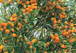 درخت پرتقال منتظر است