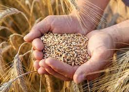 قیمت پیشنهادی دولت برای خرید گندم کشاورزان را شوکه کرد