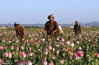ماجرای ضرر یک میلیارد دلاری طالبان به کشاورزان چه بود؟