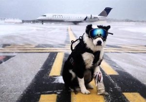 سگ‌ها مانع از فرود هواپیما در فرودگاه مهرآباد شدند
