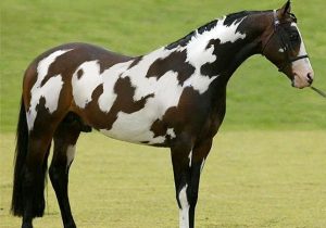 اگر اسب دوم را در تصویر تشخیص دهید، جزو یک درصد تیزبینان جهان هستید!