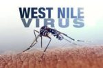 ویروس نیل غربی چیست؟