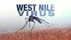 ویروس نیل غربی چیست؟
