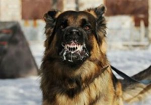 ۴۰۰ هزار سگ ولگرد، تهرانی‌ها را تهدید می‌کند