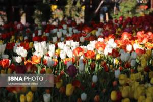(تصاویر) جشنواره گل‌های لاله آسارا