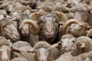 فروش گوسفند با کارت ملی واقعیت دارد؟