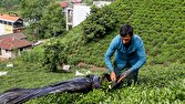 خرید حدود ۷۷ هزار تن برگ سبز از چایکاران کشور