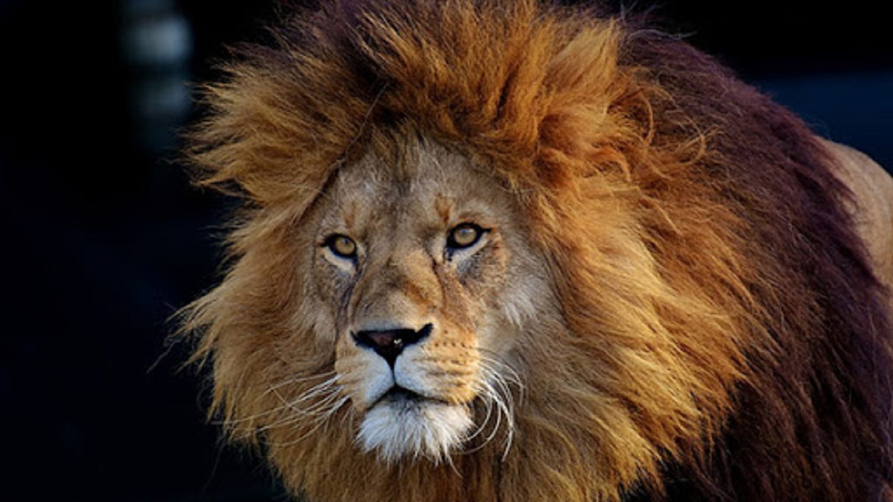 تلف شدن یک قلاده شیر نر بالغ/ علت حادثه در حال بررسی است