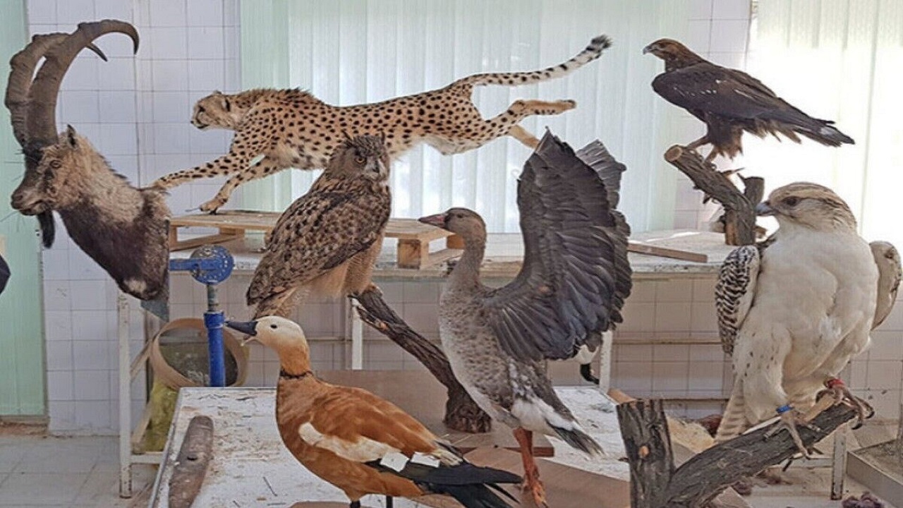 کشف محموله بزرگ تاکسیدرمی گونه‌های حیات وحش در تهران/ خرید و فروش تاکسیدرمی حیوانات، جرم است