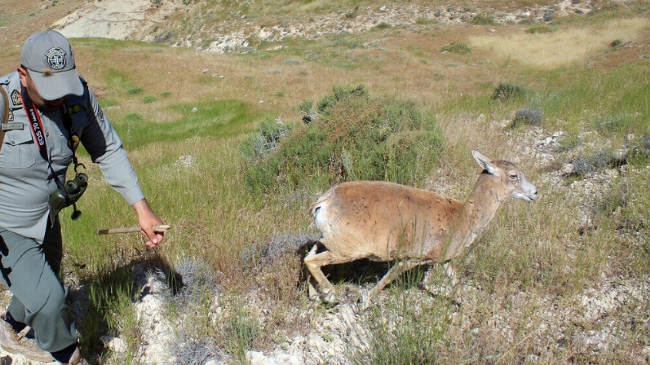 قانون بهکارگیری سلاح توسط محیطبانها در مجلس بررسی میشود