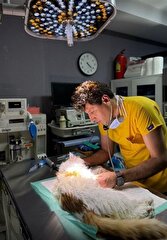 ترمیم زخم‌های پیچیده حیوانات با بافت چربی انسانی؛ دستاوردی نوین از پژوهشگران ایرانی