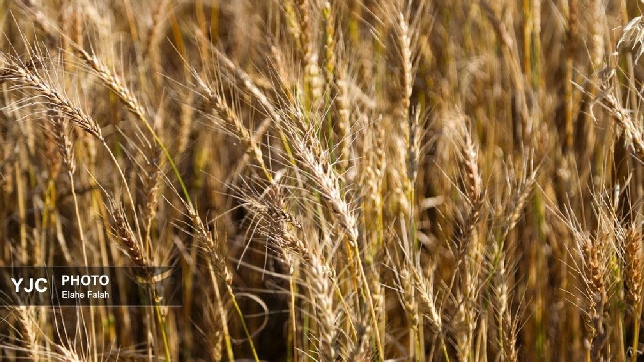 شتاب در پرداخت مطالبات گندمکاران با تاکید رئیس قوه قضاییه؛ ۴۳ هزار میلیارد تومان در کمتر از ۱۰ روز پرداخت شد