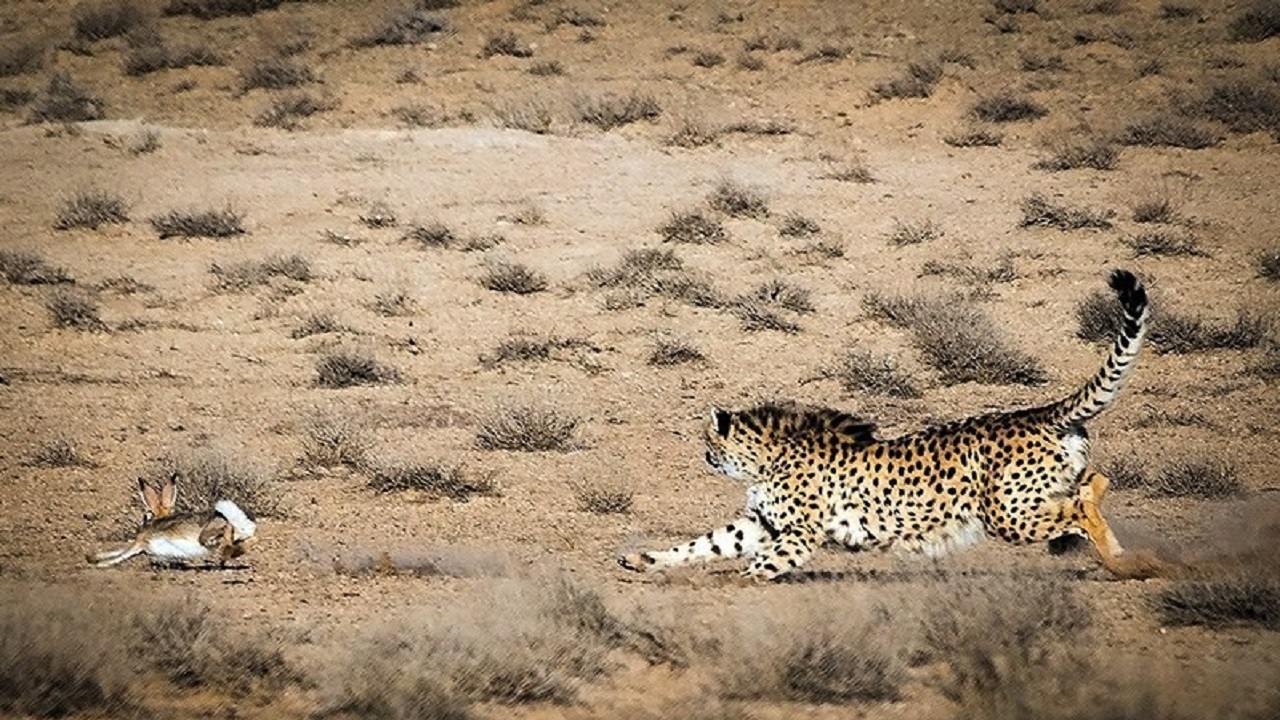 حفاظت از ۴۲ گونه جانوری در معرض انقراض/ گوزن زرد به طبیعت بازمی‌گردد
