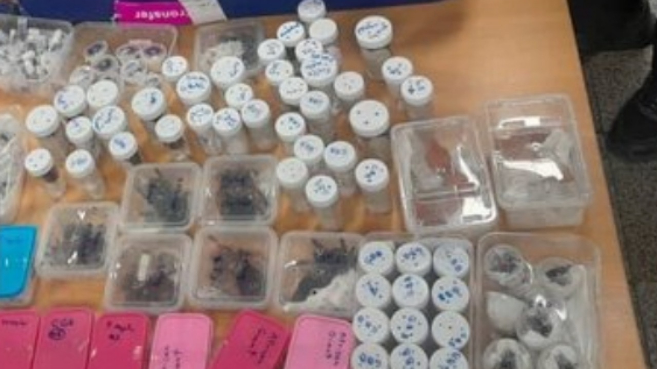 کشف محموله بزرگ خزندگان قاچاق در فرودگاه امام خمینی (ره)