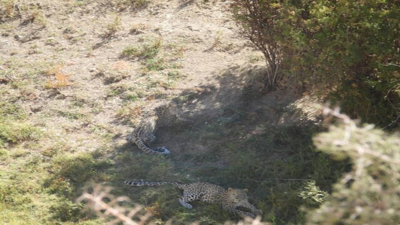 مشاهده دو قلاده پلنگ در ارتفاعات فیروزکوه