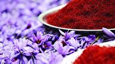 تولید زعفران ۲۰ درصد افزایش مییابد