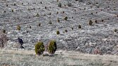 شناسایی سرمایه گذاران چوب در استانها/ احیای نهالستانها با طرح کاشت یک میلیارد درخت