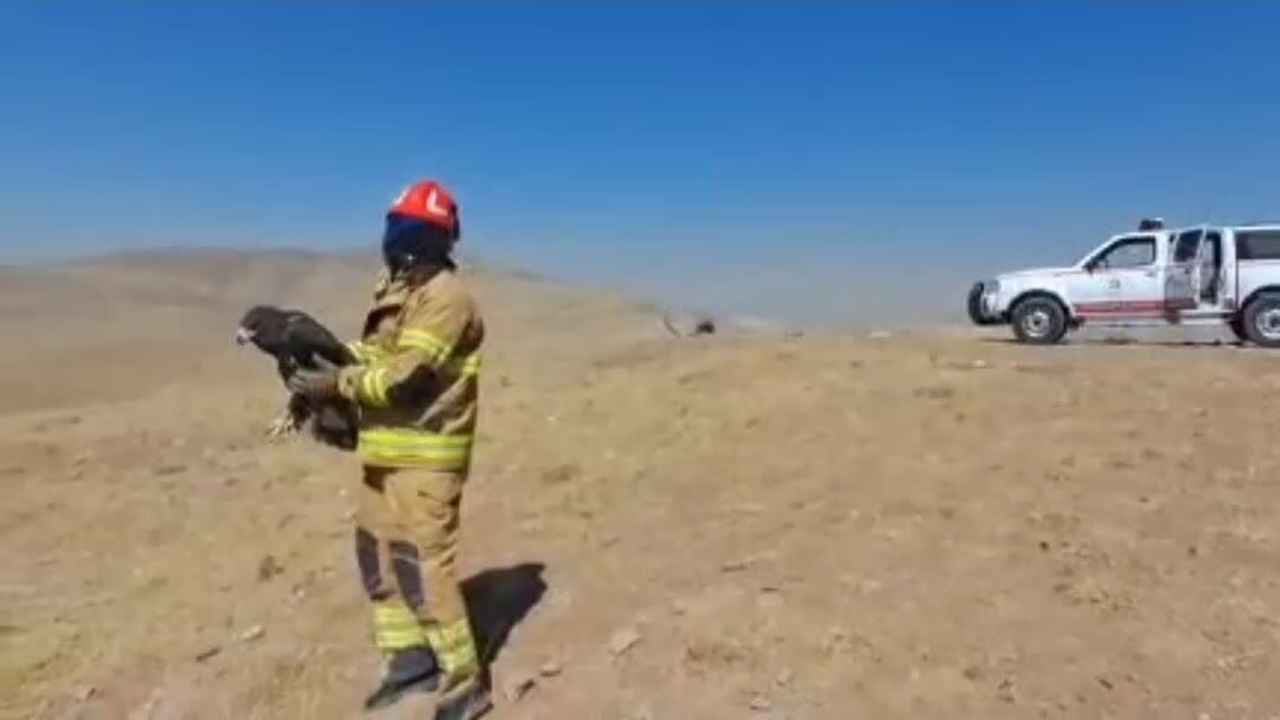 بازگرداندن یک بهله عقاب طلایی در شهریار به طبیعت پس از درمان