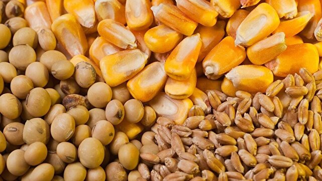 ماجرای نابه سامانی بازار نهاده‌های دامی و التهابات محصولات پروتئینی چیست؟