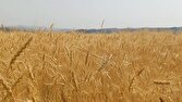 پرداخت ۴ هزار ۹۶۹ میلیارد تومان از مطالبات گندمکاران
