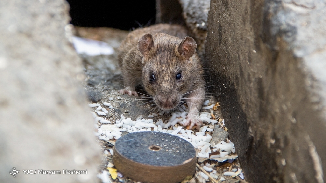 آغاز همکاری‌های علمی برای ساماندهی جمعیت سگ‌ها و موش‌های پایتخت