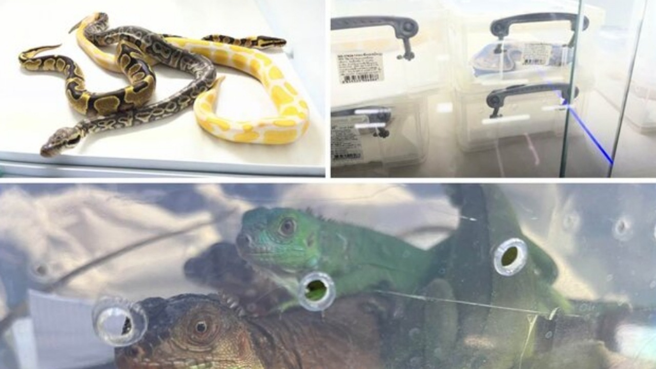 کشف و ضبط ۱۳ گونه غیرمجاز حیات وحش در یکی از آکواریوم فروشی‌های تهران
