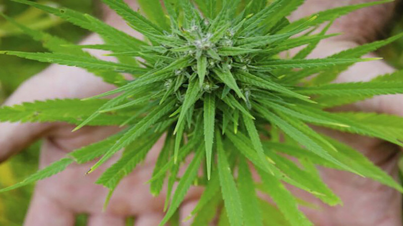 مخدر‌های عجیب که به اسم گل به فروش می‌رسند، اما بسیار خطرناک‌تر هستند