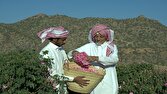 ماجرای خبر «ثبت گل محمدی بهنام عربستان» چیست؟
