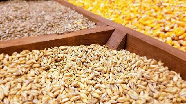 آرامش به بازار نهادههای دامی باز میگردد؟