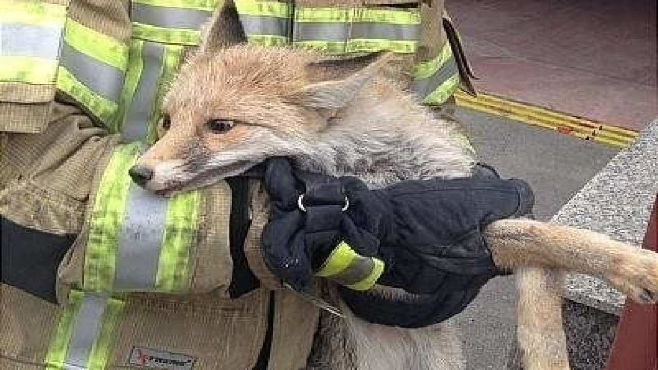 جلسه محیط زیست و آتشنشانی درباره حضور جانوران وحشی در مناطق شهری