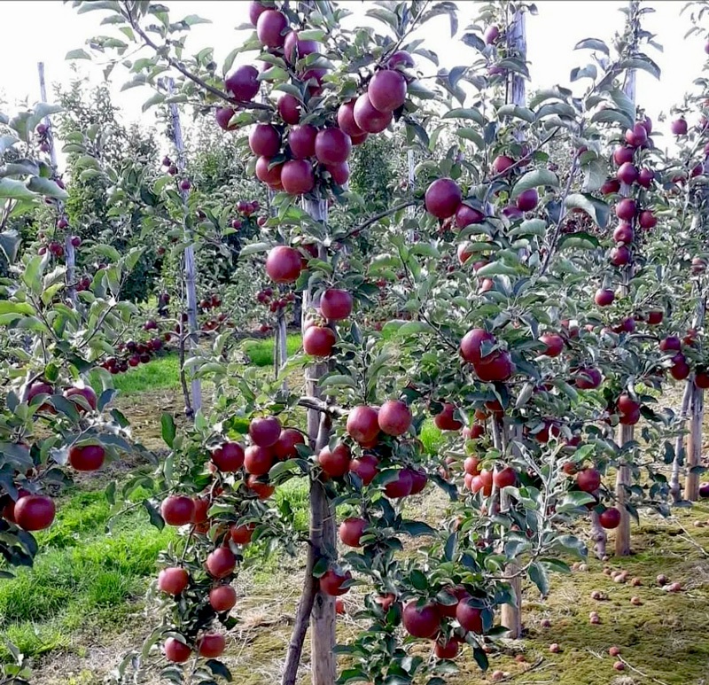 این نهالستان از نهال سیب تو سرخ و سیاه اصلاح شده رونمایی کرد