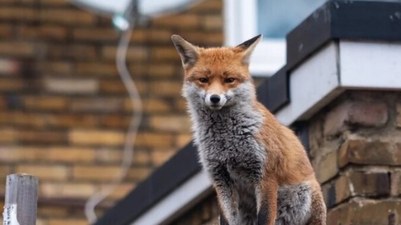 علت حضور روباهها در تهران