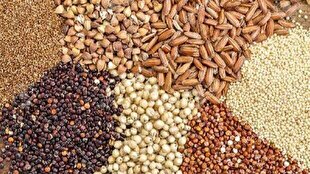 ابلاغ دستورالعمل تأمین ارز واردات نهادههای دامی در ازای پذیرش اوراق گام