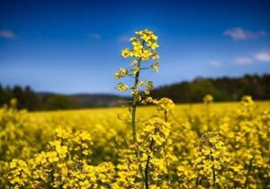 حذف ارز ترجیحی راهکاری موثر در رسیدن به اهداف خودکفایی روغن