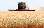 اصلاح قیمت گندم به هفته آینده موکول شد