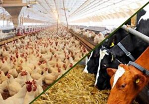 سرمایه در گردش مورد نیاز مرغداران و دامداران بعداز حذف ارز ترجیحی تامین شد؟