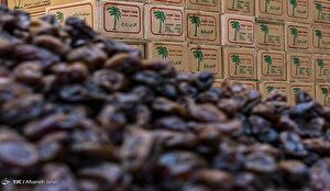 موجودی خرما ماه رمضان از سال گذشته بیشتر است
