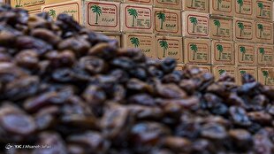 موجودی خرما ماه رمضان از سال گذشته بیشتر است