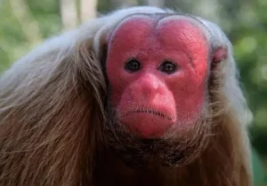 شگفت انگیزترین صورت‌ها در میان حیوانات!