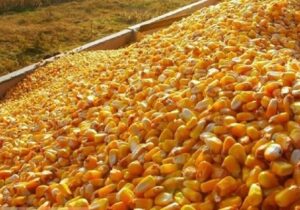 گوشت و مرغ در تله بخشنامههای جدید/ چه کسی از فاکتورسازی ۲۷۰ یورویی سود میبرد؟