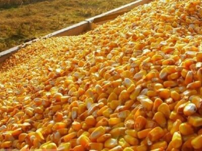 گوشت و مرغ در تله بخشنامههای جدید/ چه کسی از فاکتورسازی ۲۷۰ یورویی سود میبرد؟